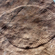 Plant? Fungus? Something else entirely? New research suggests Dickinsonia (fossil pictured) was an early animal.